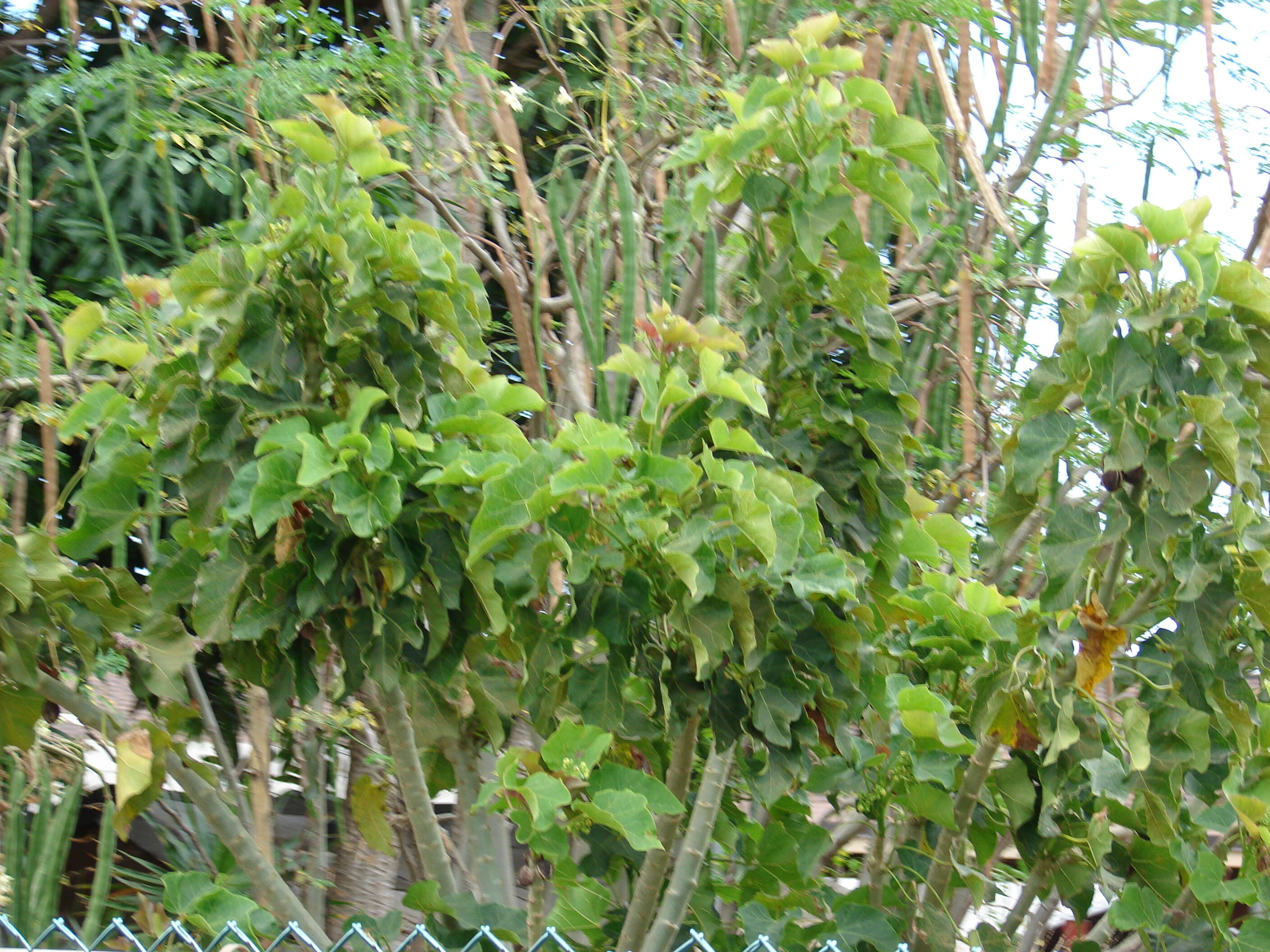 Image of Barbados nut