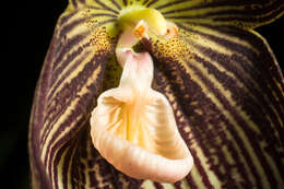 Image of Orchid