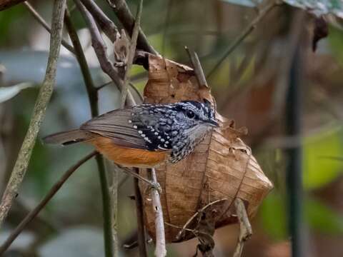 Image of Peruvian Warbling Antbird