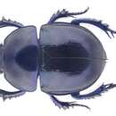 Image of Geotrupes vernalis