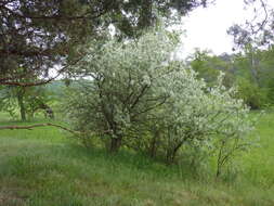 Image of Russian olive