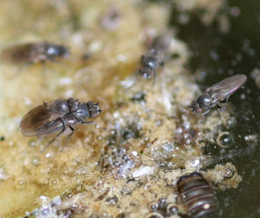 Image of lesser dung flies