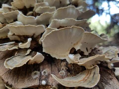 Image of Turkey Tail