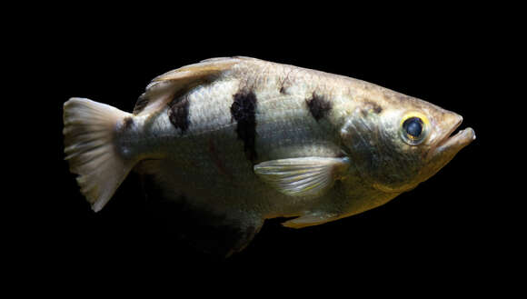 Image of Banded Archerfish