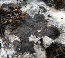 Image of Speck lichens and Wart lichens