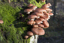 Image of Armillaria ostoyae (Romagn.) Herink 1973