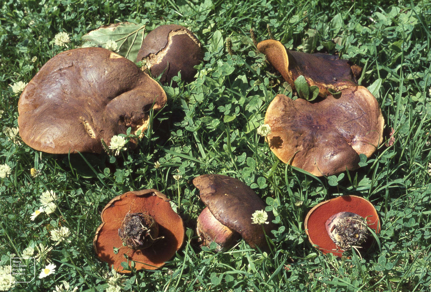 Image of Neoboletus luridiformis (Rostk.) Gelardi, Simonini & Vizzini 2014