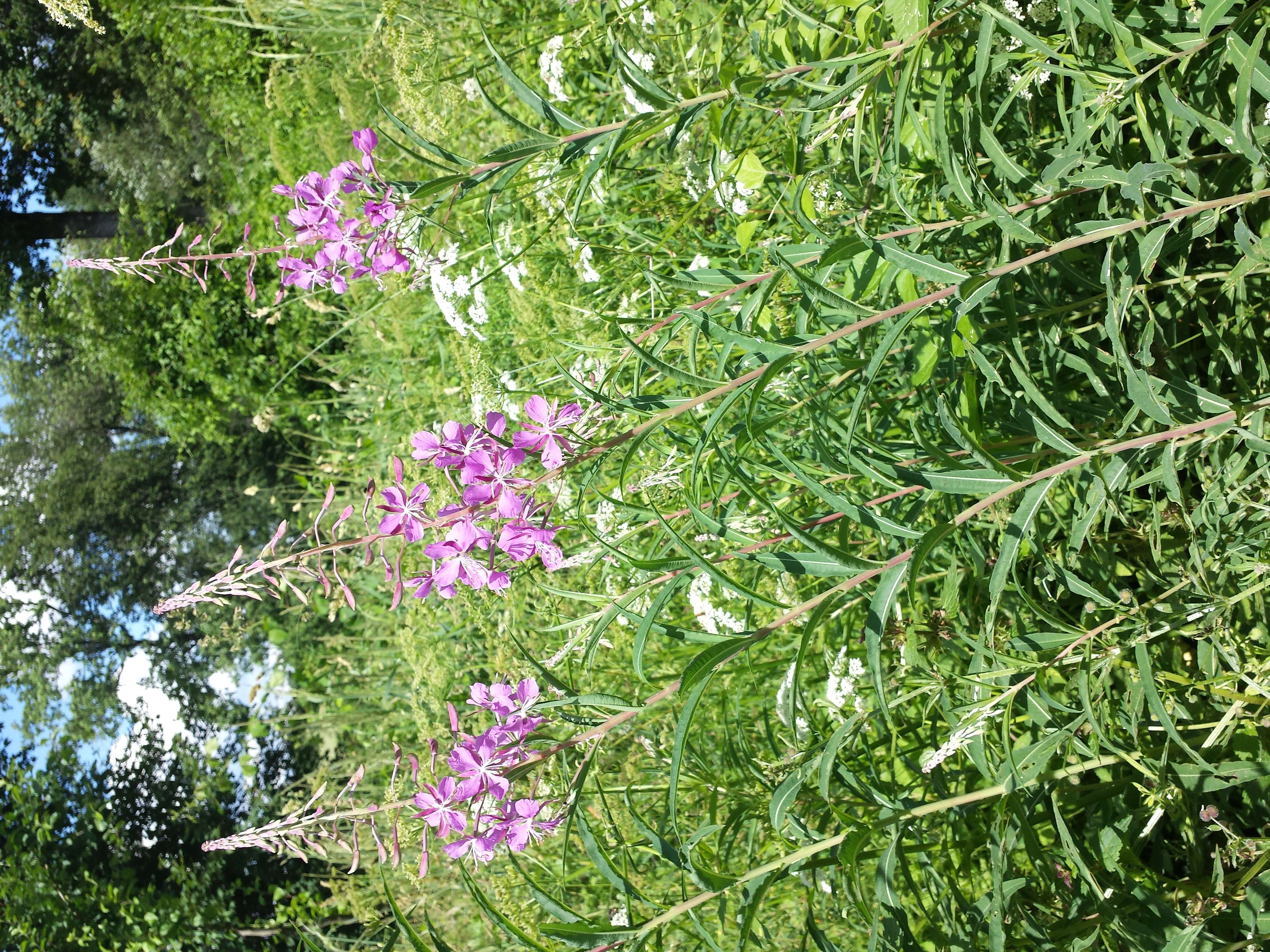 Image of Narrow-Leaf Fireweed