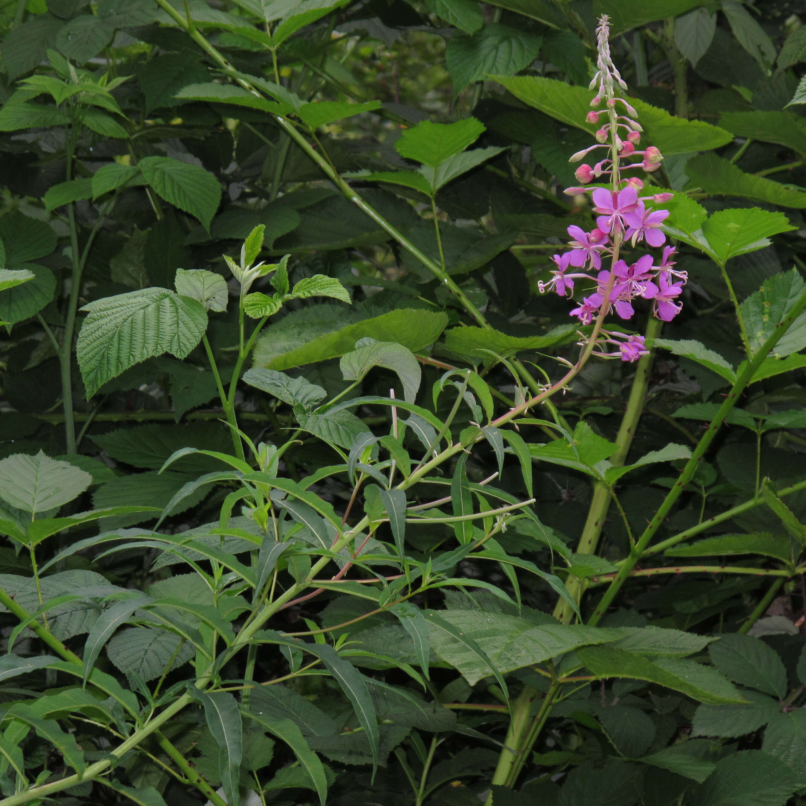 Image of Narrow-Leaf Fireweed