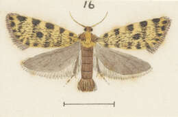 Image of Mallobathra lapidosa Meyrick 1914