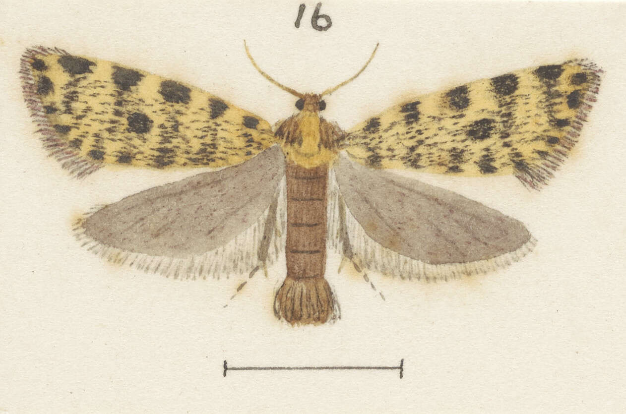 Image of Mallobathra lapidosa Meyrick 1914