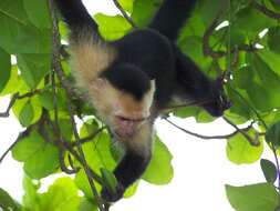 Image of Panama capuchin monkey