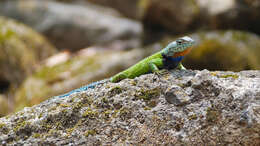 Image of Duges' Spiny Lizard