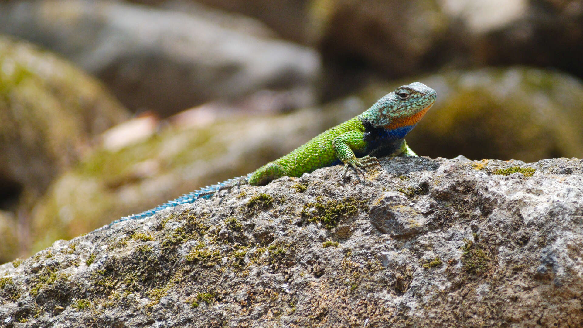 Image of Duges' Spiny Lizard