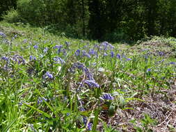 Image of Common Bluebell