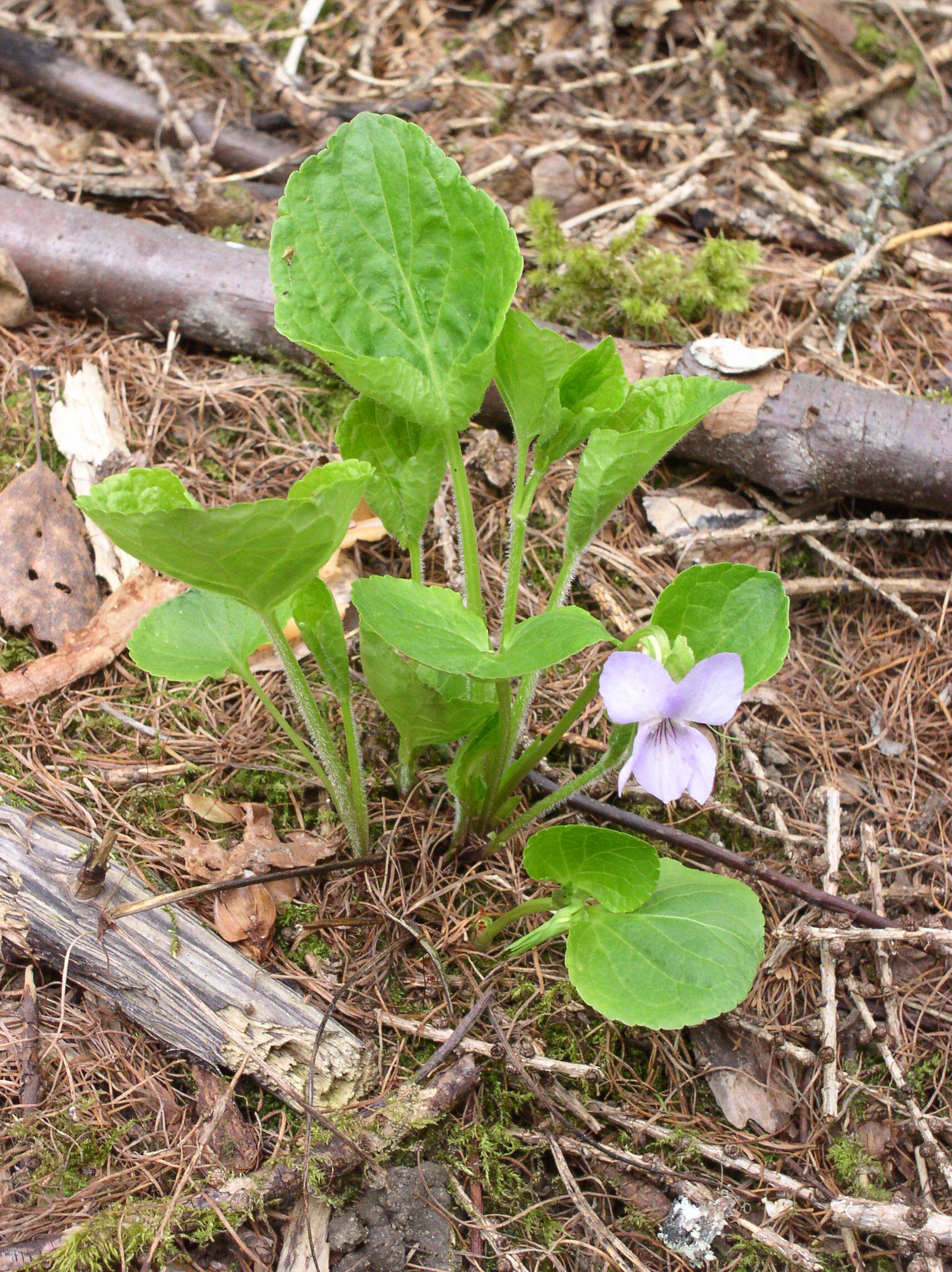 Image of wonder violet