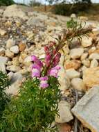 Plancia ëd Antirrhinum majus L.