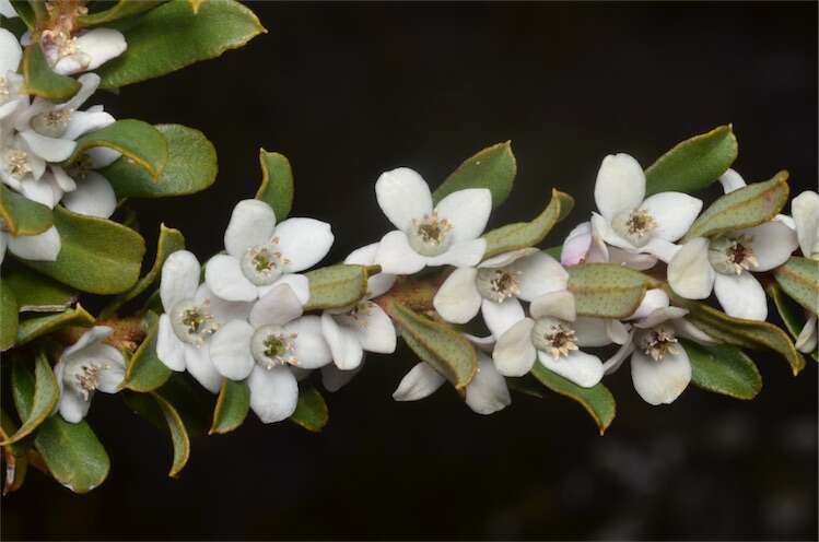 Image of Philotheca virgata (Hook. fil.) Paul G. Wilson