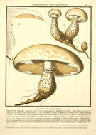 Image of Hebeloma radicosum (Bull.) Ricken 1911
