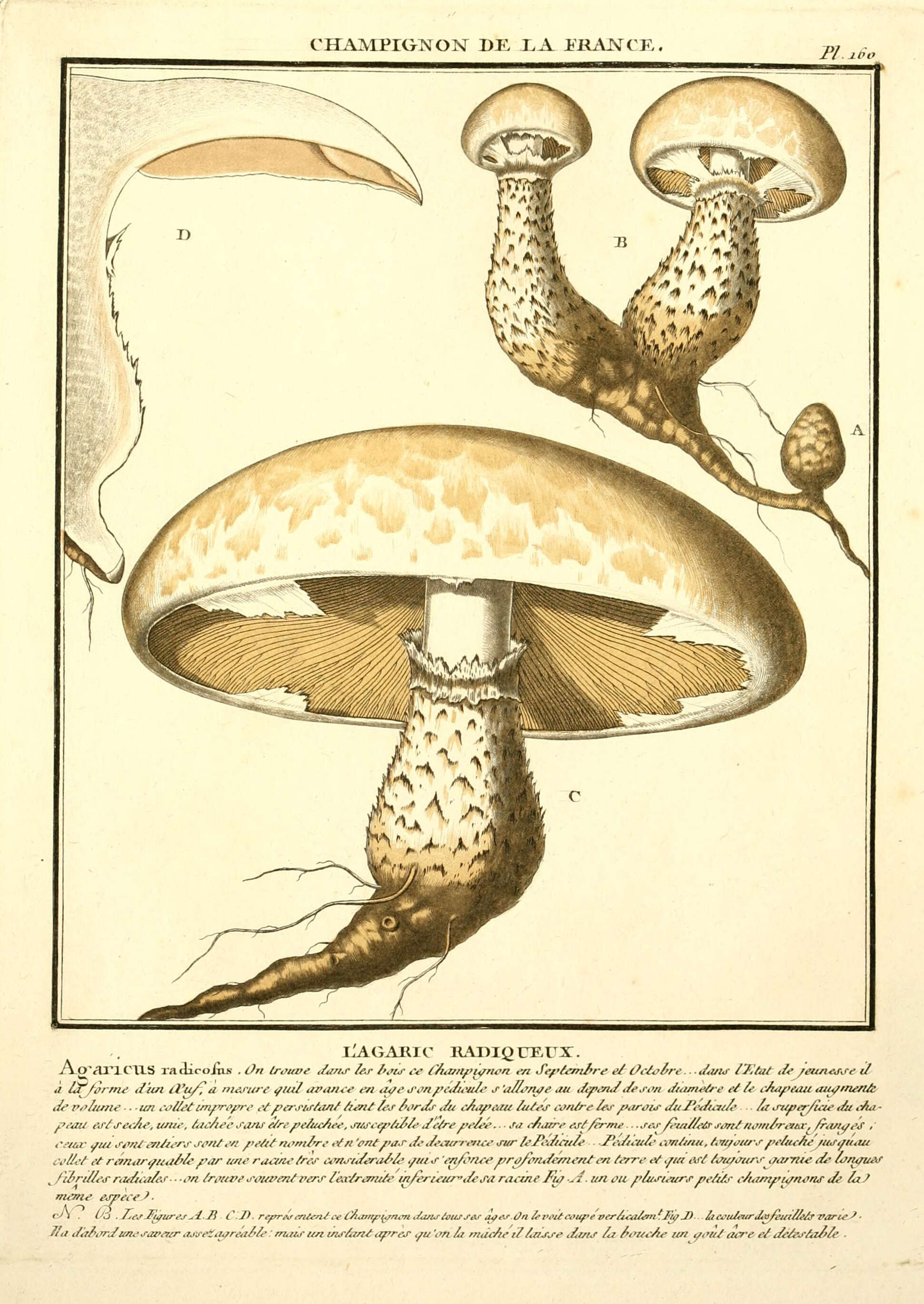 Imagem de Hebeloma radicosum (Bull.) Ricken 1911