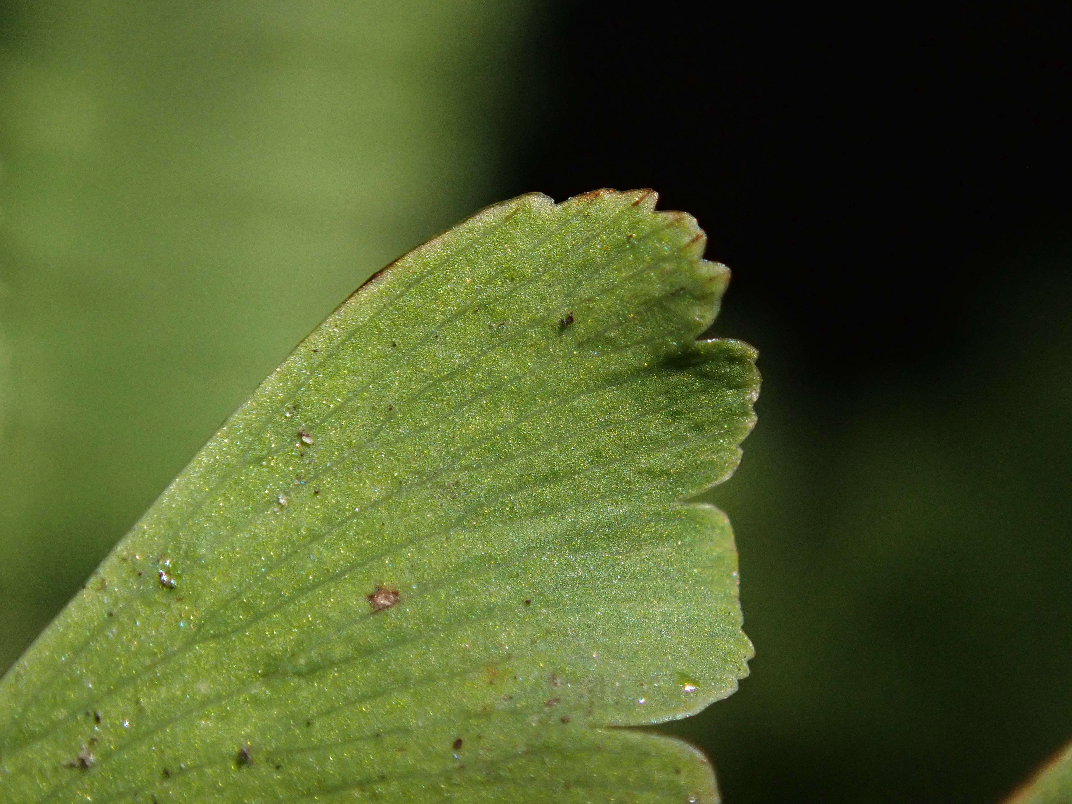 Image of Northern maidenhair fern