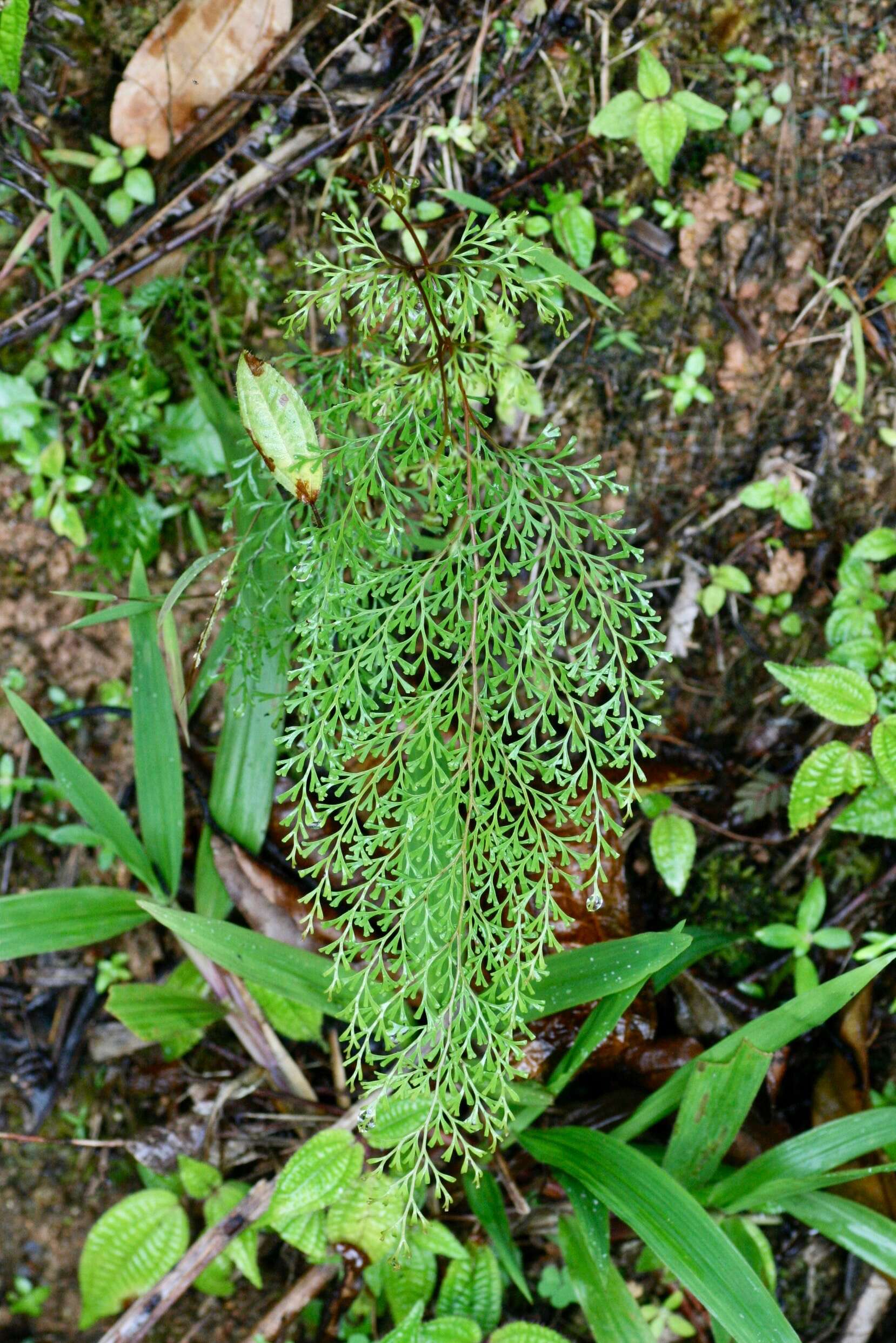 صورة Odontosoria chinensis (L.) J. Sm.