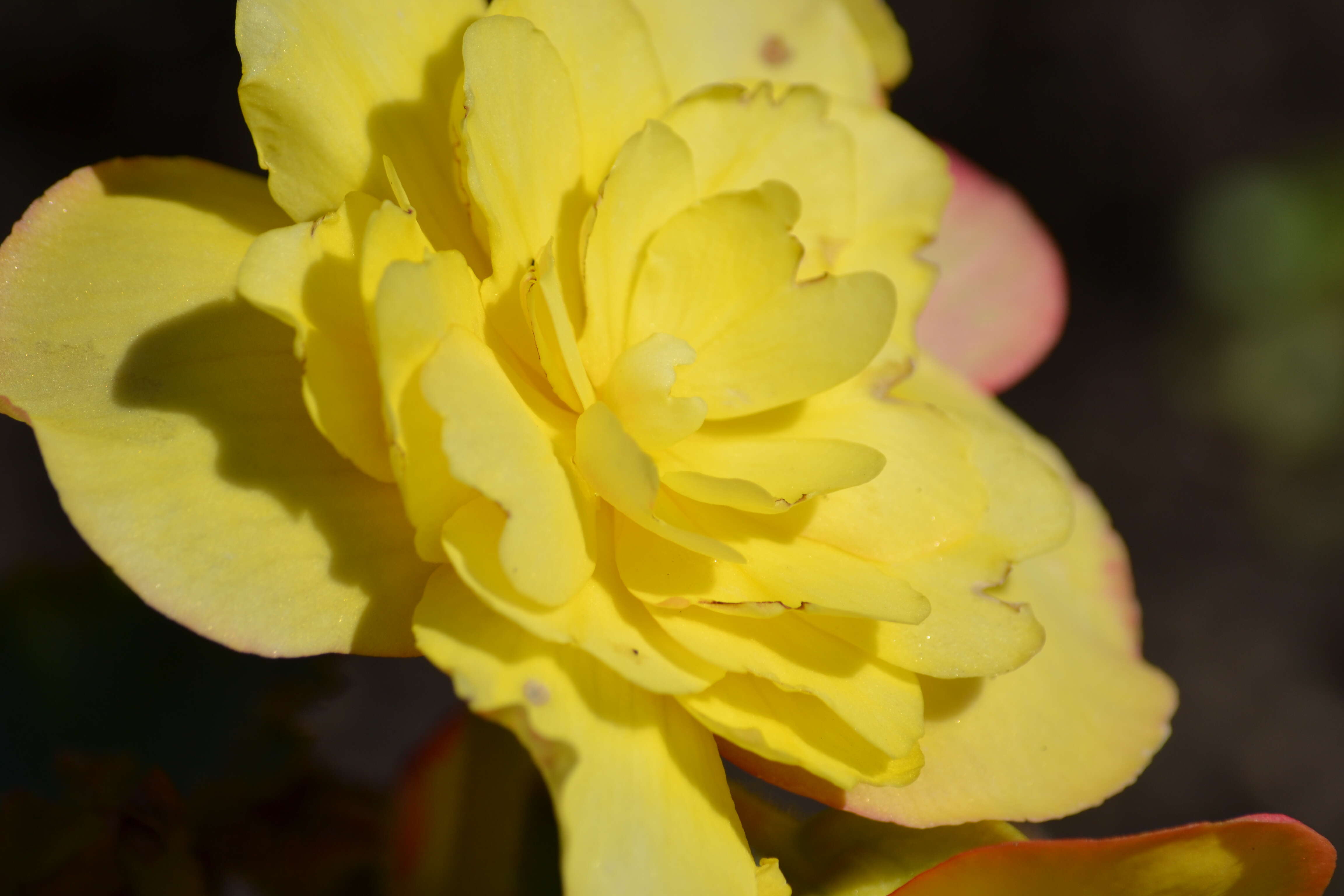 Image of Begonia tuberhybrida Voss