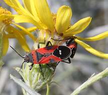 Image of Common milkweed bug