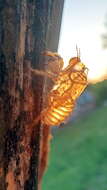 Image of Cicada