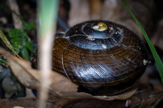 Image of Powelliphanta traversi (Powell 1930)