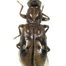 Image of Agapytho