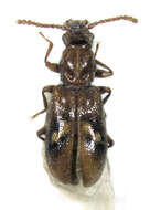Sivun Agapythidae kuva
