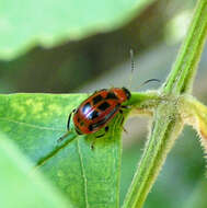 Sivun Cerotoma trifurcata (Forster 1771) kuva