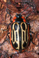 Image of Cottonwood Leaf Beetle