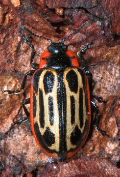 Image of Cottonwood Leaf Beetle