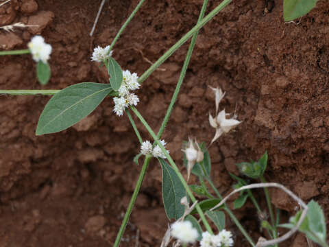 Image of sessile joyweed