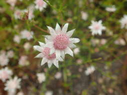 Imagem de Actinotus forsythii Maiden & Betche