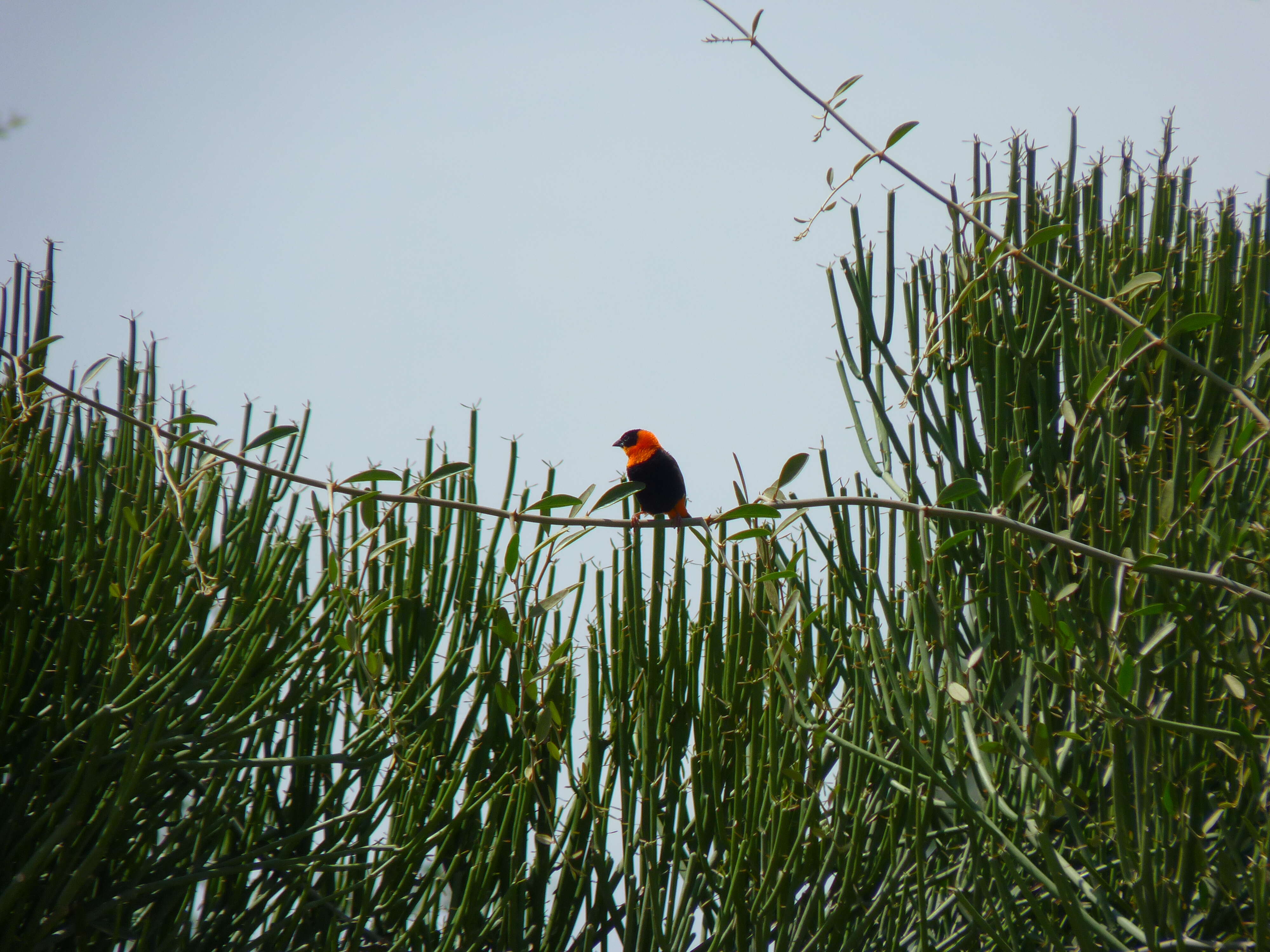 Image of Northern Red Bishop