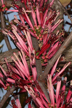 Image of Tapinanthus rubromarginatus (Eng I.) Danser