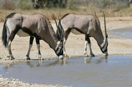 Image of Gemsbok