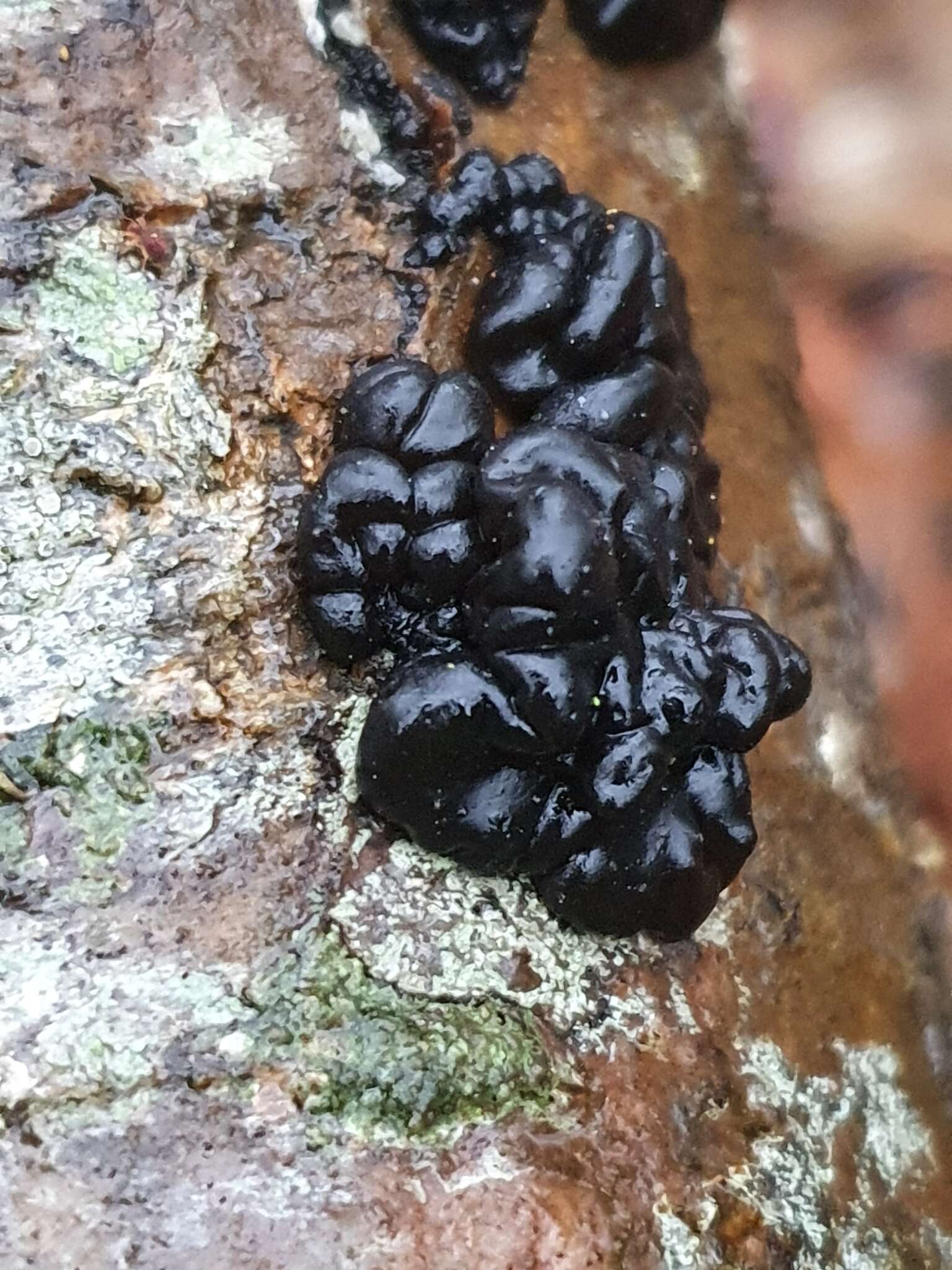 Image of Black Witches' Butter