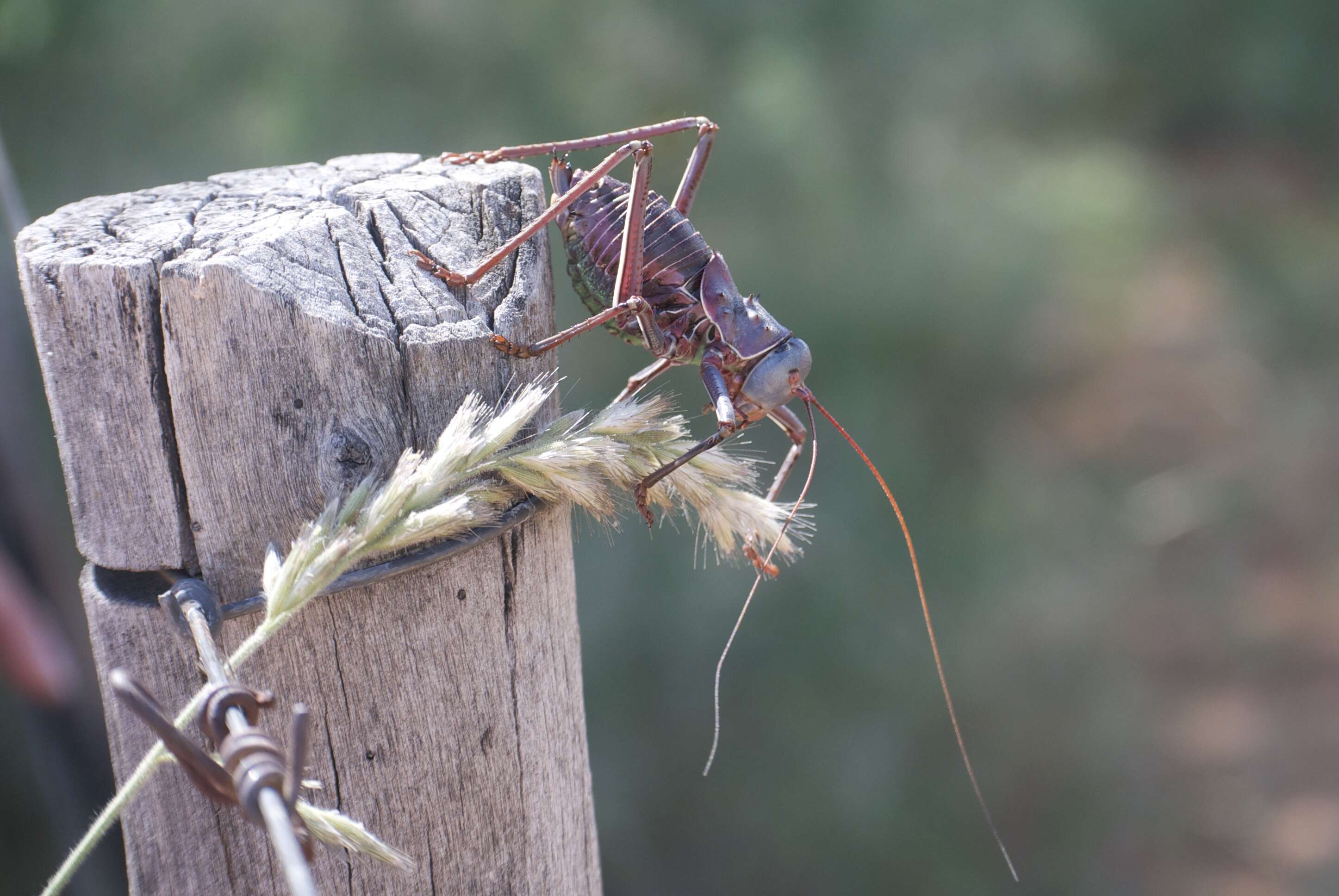 Image of Long-legged Armoured Katydid