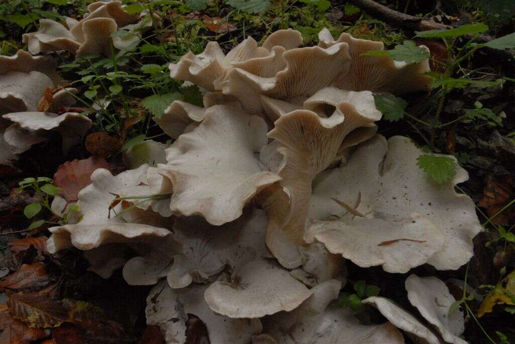 Image of Pleurotus