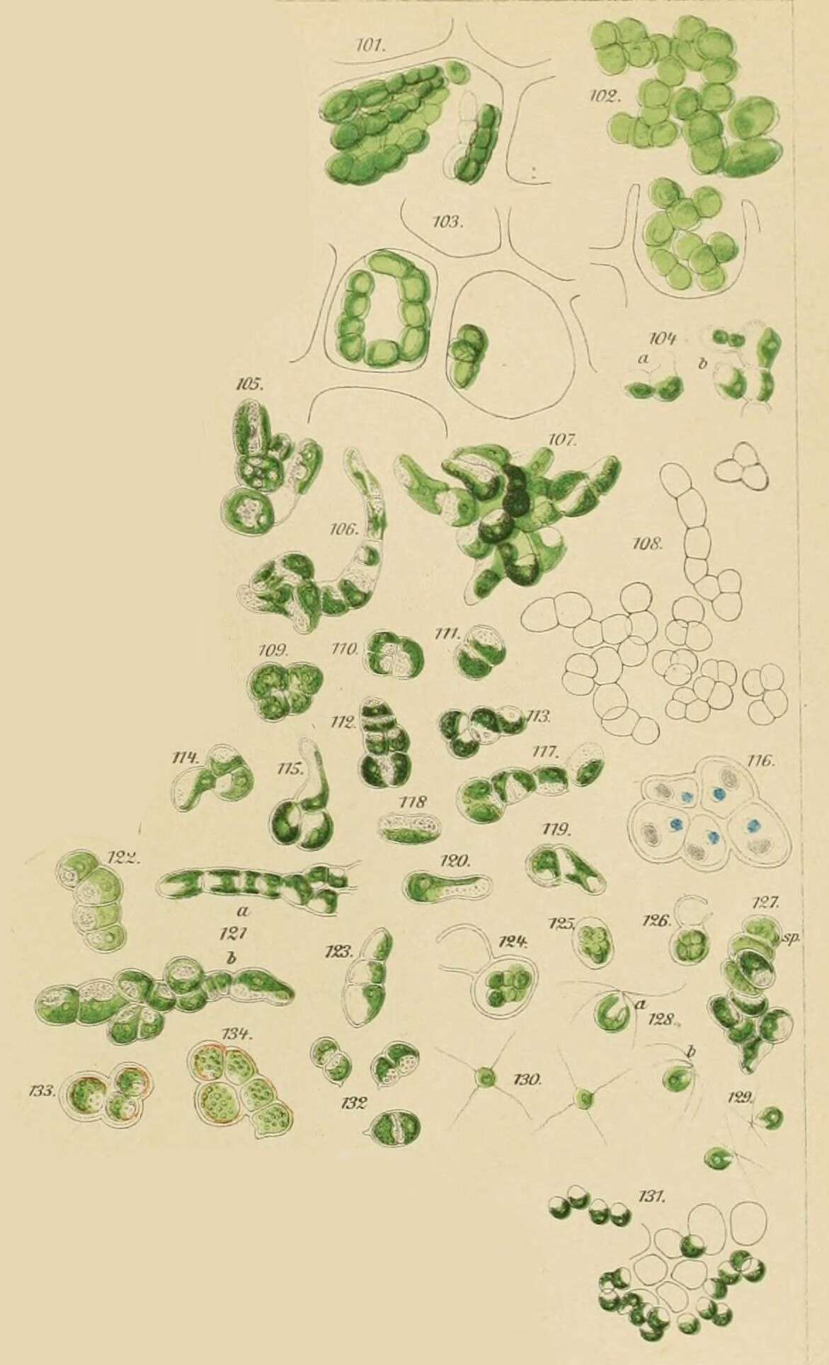 Image of Pseudendoclonium Wille 1901