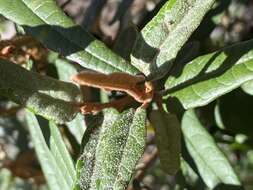 Imagem de Lasiopetalum ferrugineum Sm.