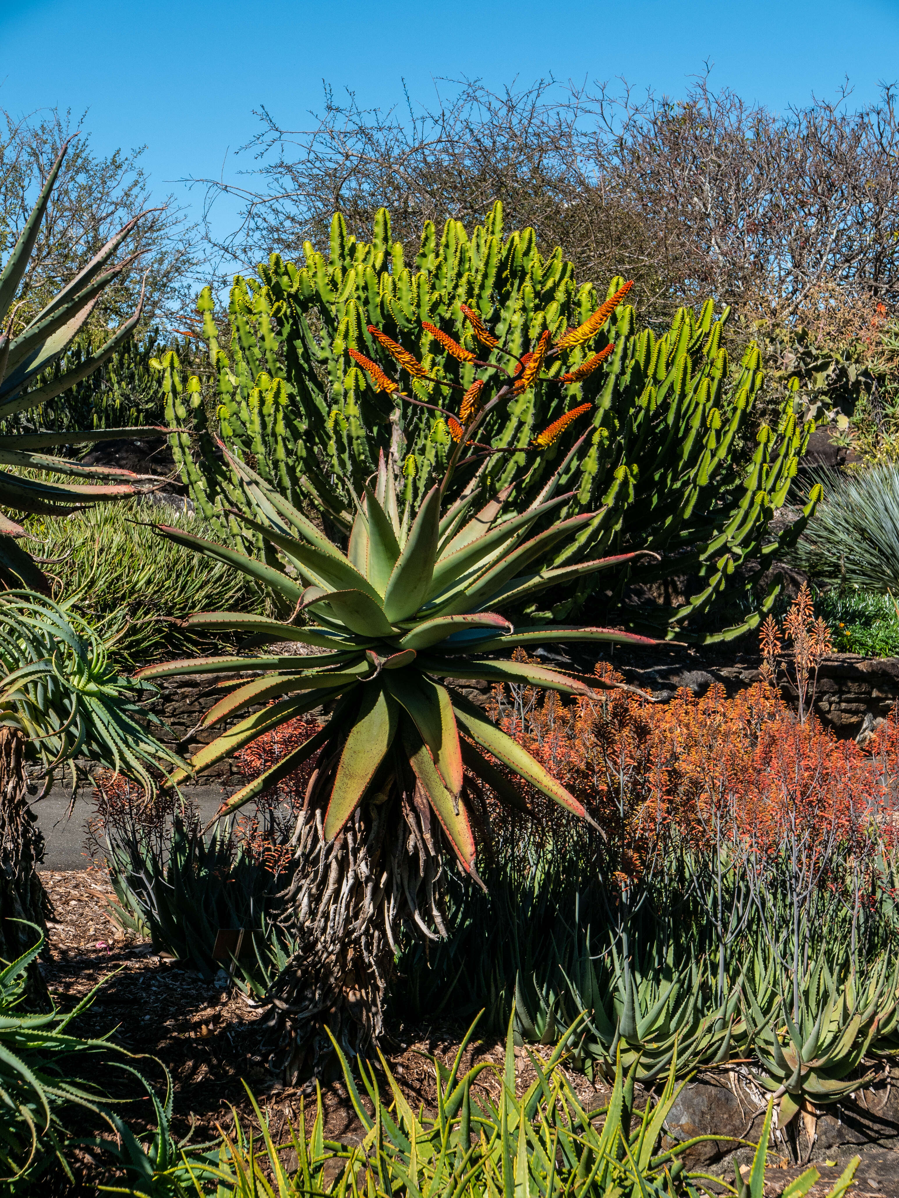 Image of Mountain aloe