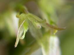 Image of Acianthera myrticola (Barb. Rodr.) F. Barros & L. R. S. Guim.