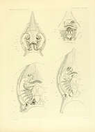 Слика од Sympterygia acuta Garman 1877