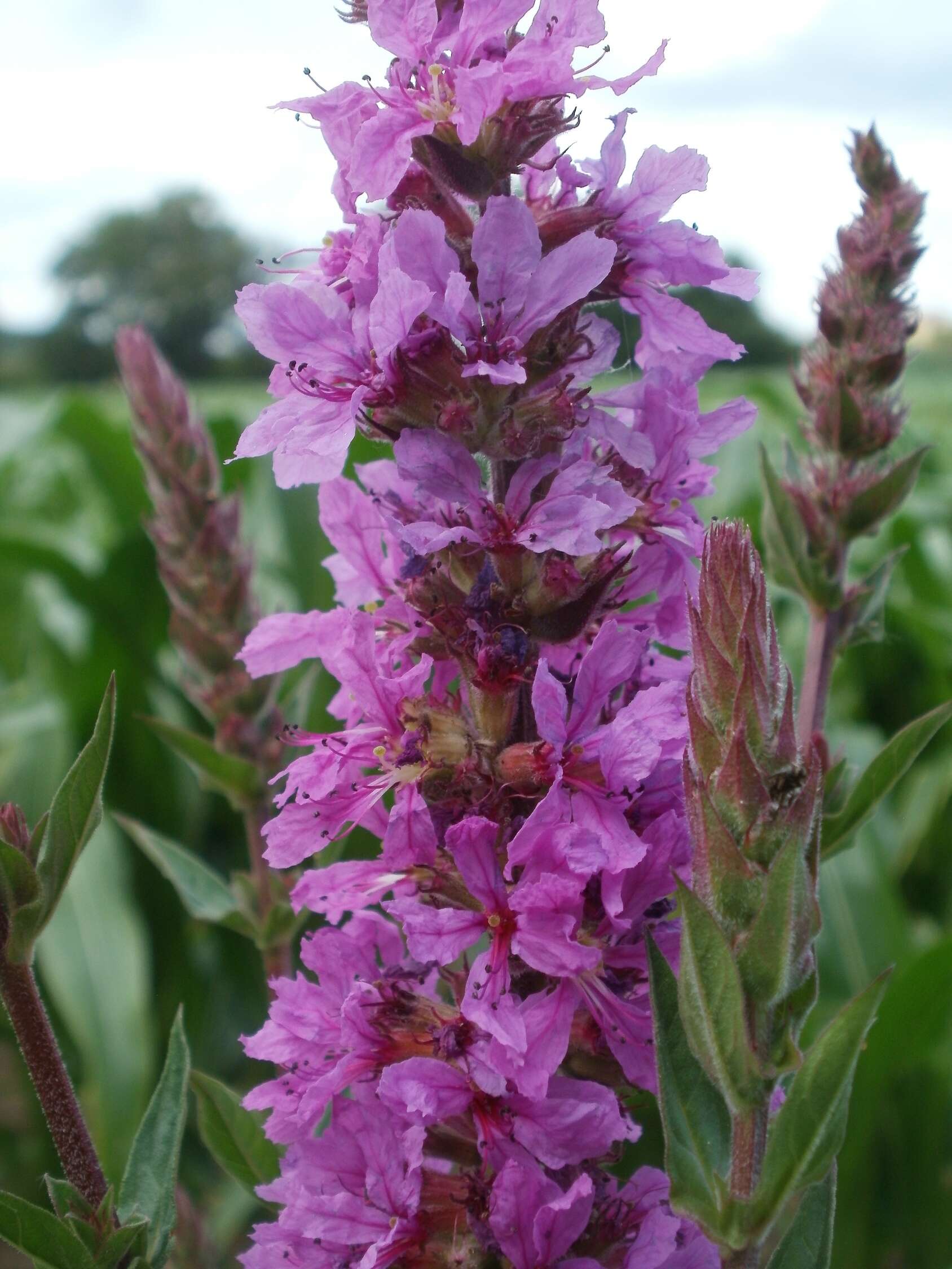 Image of Purple Loosestrife