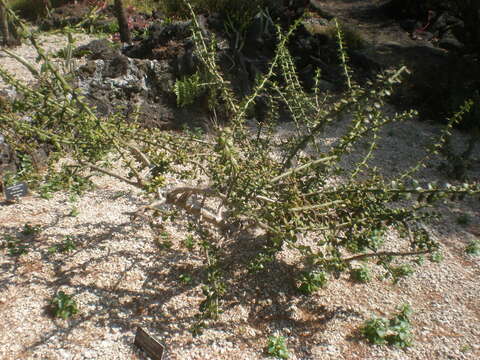 Image of Pereskiopsis diguetii (F. A. C. Weber) Britton & Rose